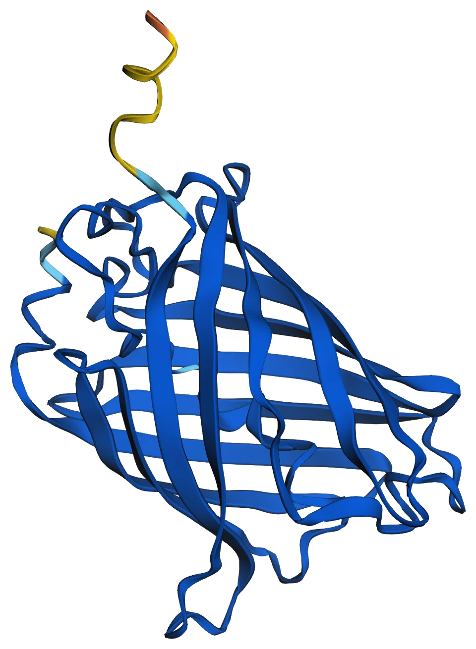 Predicted structure of green fluorescent protein coloured by pLDDT: an eleven-stranded beta-barrel in dark blue, very high confidence, with a yellow and orange C-terminal tail of low to very low confidence rising from the top, and a short yellow N-terminal methionine on the left.